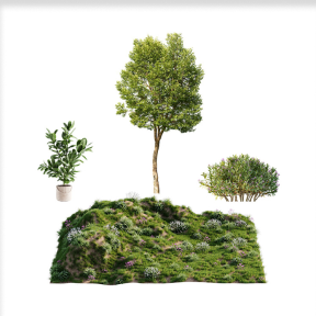 PLANTS